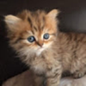 Meet your Posher, Irina